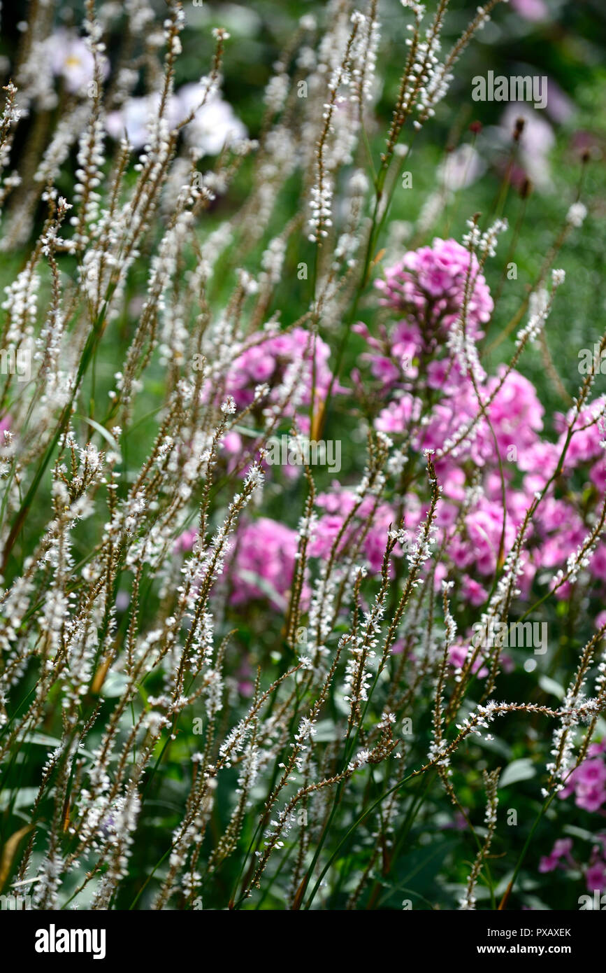 phlox paniculata bright eyes,persicaria amplexicaulis alba,pink,white,flower,flowers,flowering,mix,mixed,combination,RM Floral Stock Photo