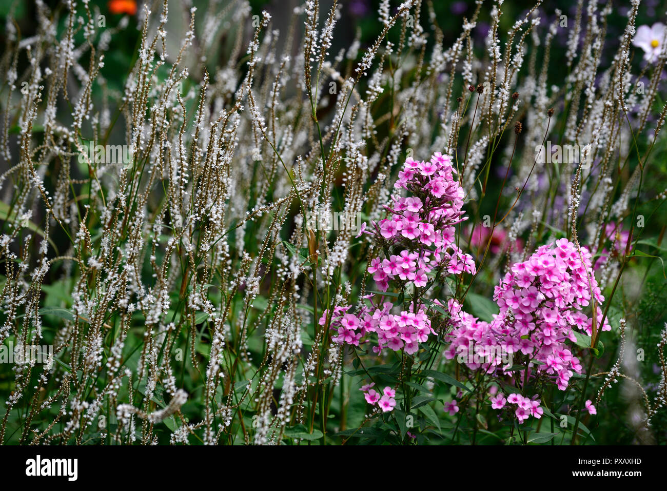 phlox paniculata bright eyes,persicaria amplexicaulis alba,pink,white,flower,flowers,flowering,mix,mixed,combination,RM Floral Stock Photo