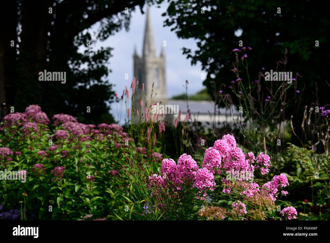 phlox paniculata bright eyes,,pink,white,flower,flowers,flowering,mix,mixed,combination,church spire,view,viewpoint,R Stock Photo