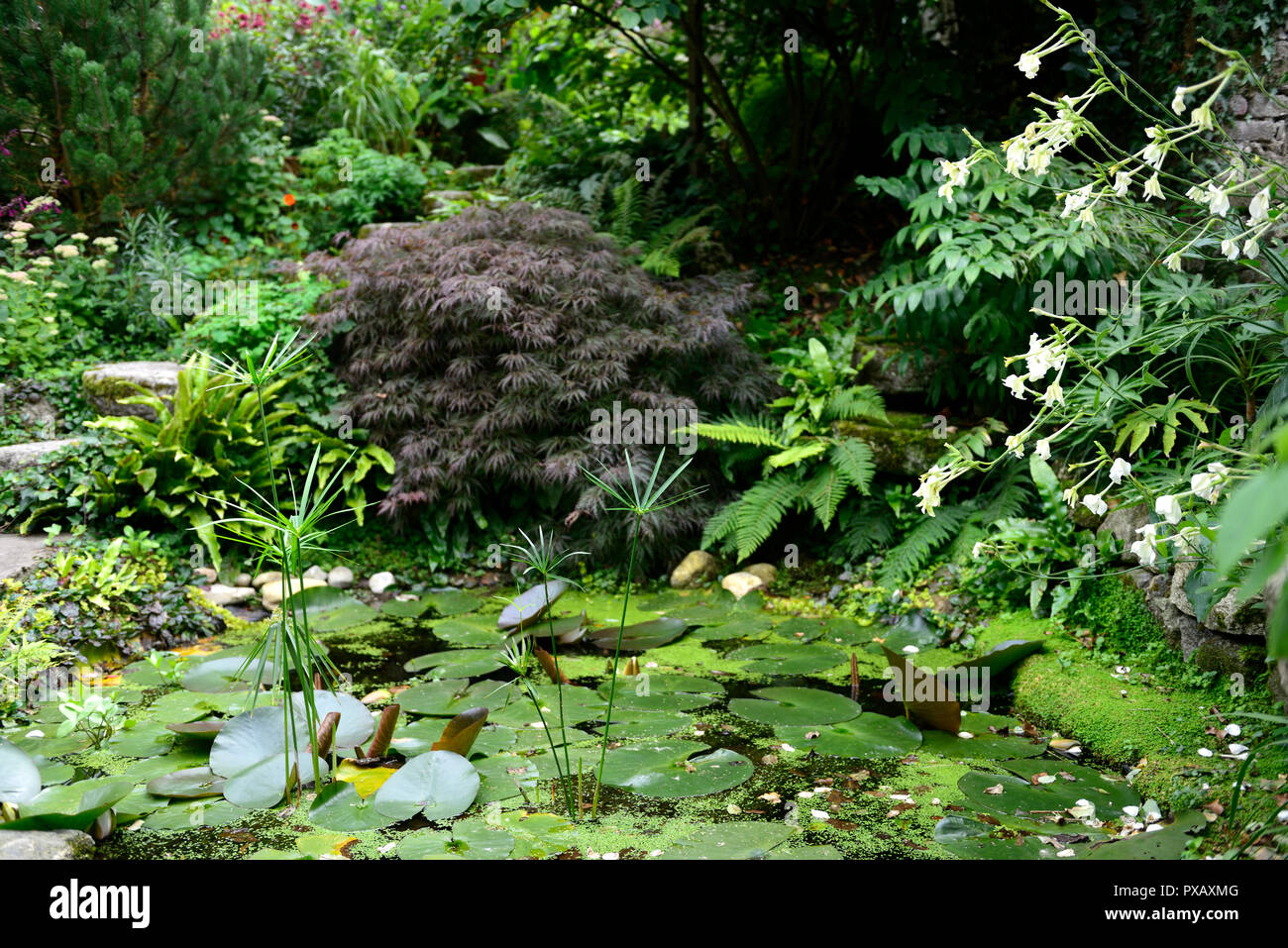 Cyperus alternifolius,umbrella papyrus,umbrella sedge,umbrella palm,pond,water loving,grass,grasses,plant,RM Floral Stock Photo