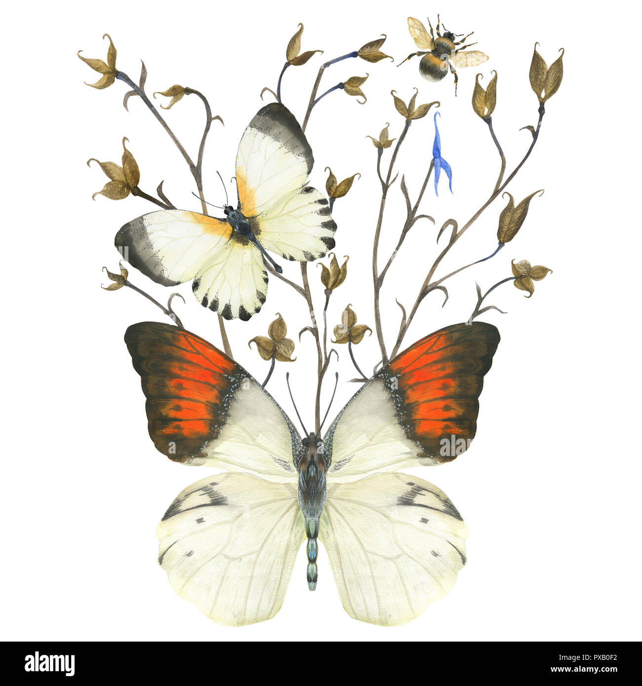 Nature composition by watercolor. Butterflies and plant boutonniere ...