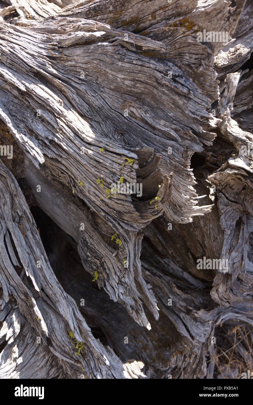 Juniper tree root pattern Stock Photo Alamy
