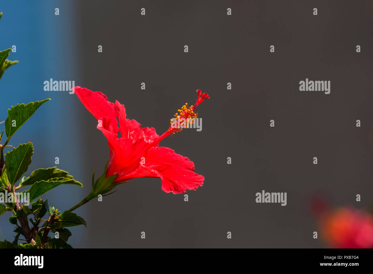 Red hibiscus on grey background Stock Photo