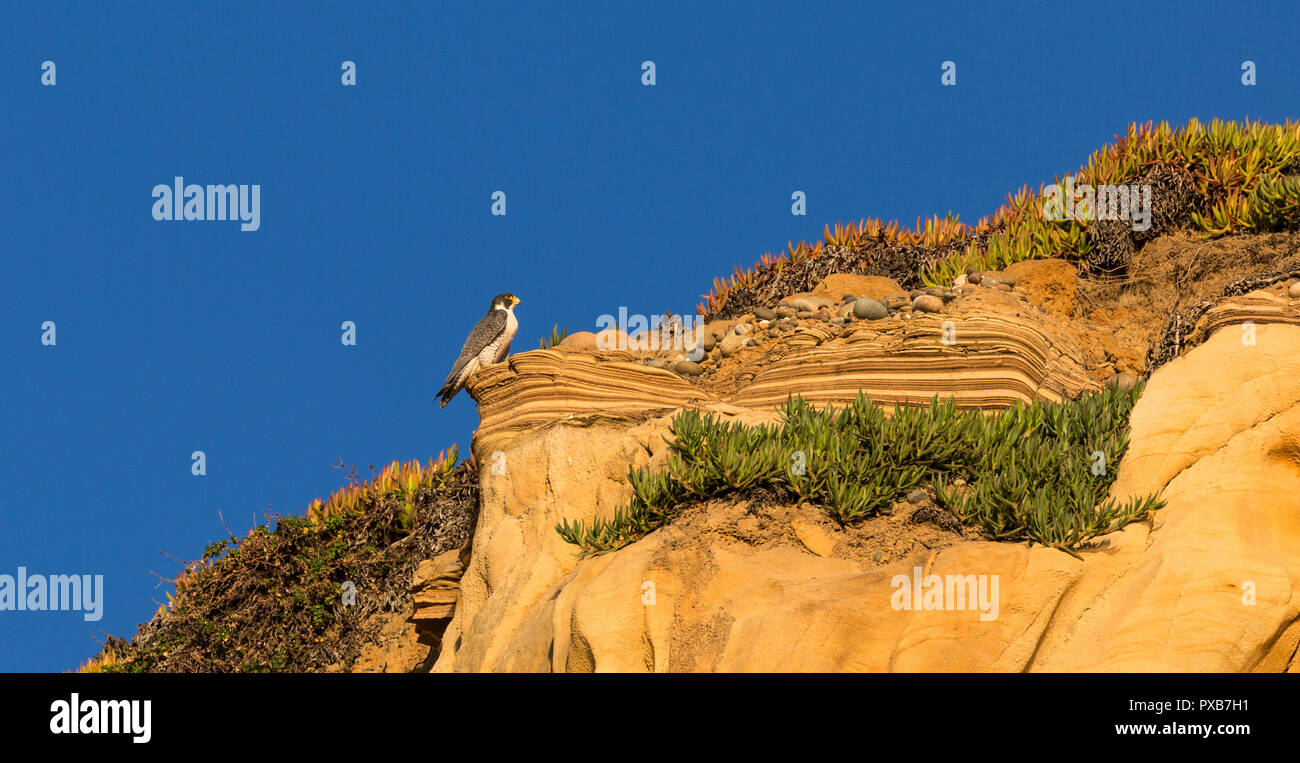 Peregrine falcon Torrey Pines cliffs Stock Photo