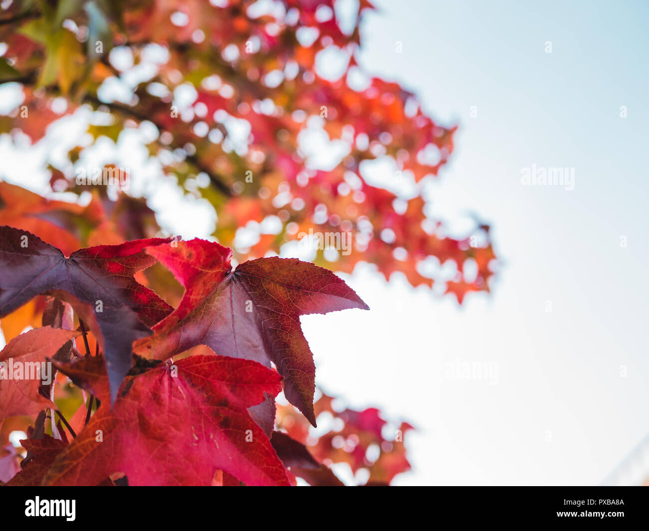Autumnal tree with red leaves against blue sky with small clouds Stock ...
