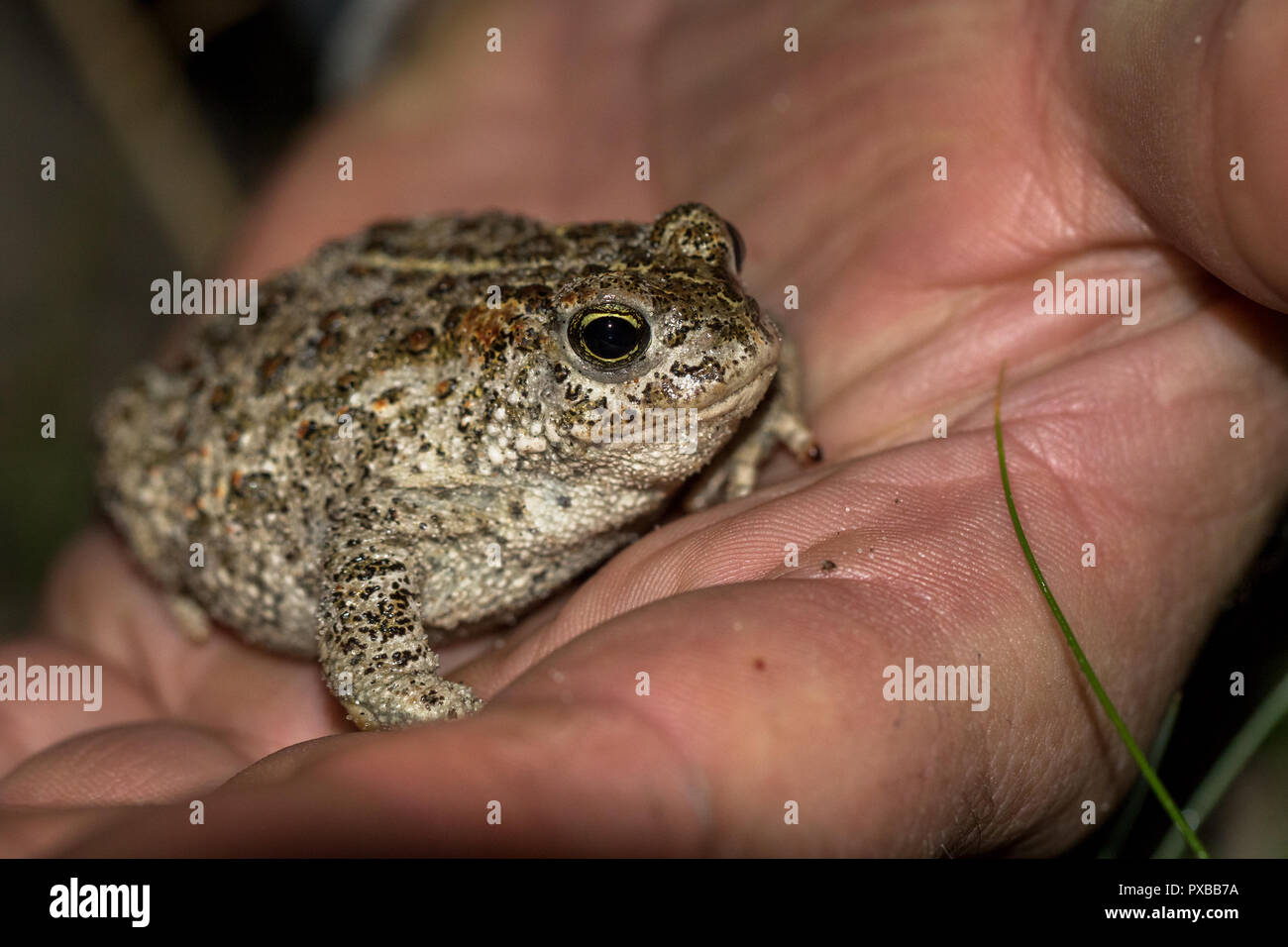 Paratoid hi-res stock photography and images - Alamy
