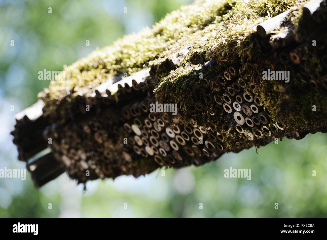 traditional bamboo roof of a japanese house, moss covered Stock Photo