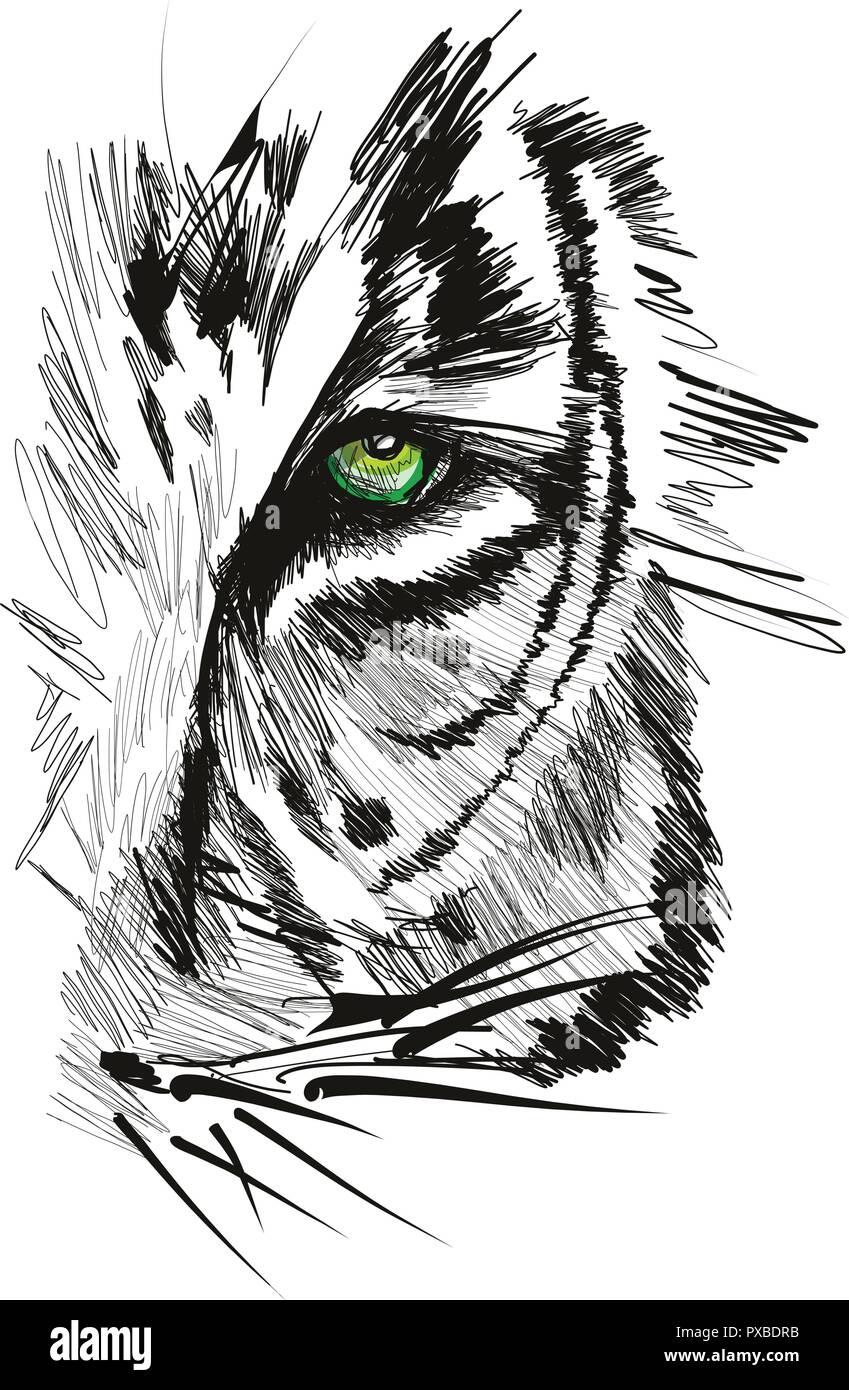 The Bengal Tiger In The Indian Jungle A Sketch Rendering Of A Wild Animal,  Huge Cat Predator For Scientific Documentation Large Paws, Stripes And Jaw  Are Featured In This Sketch Banco De