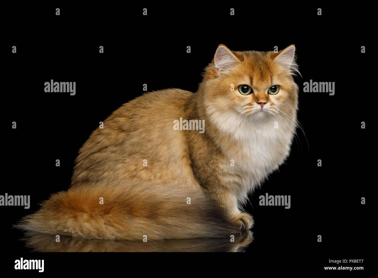 British Cat Red color with Furry tail Sitting on Isolated Black Background Stock Photo