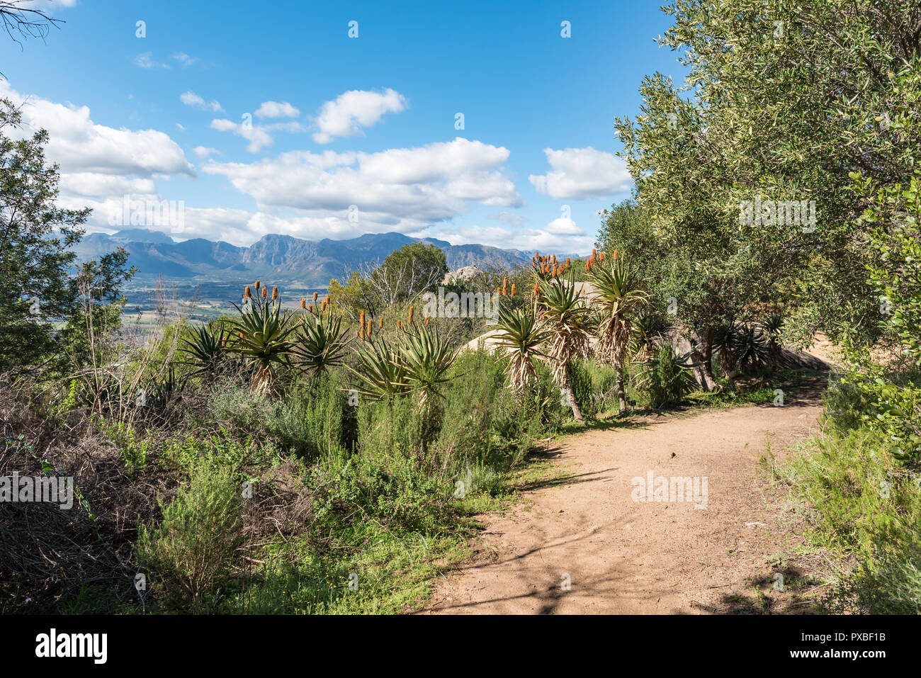 A hiking trail at the Afrikaans Language Monument at Paarl in the Western Cape Province. Aloes are visible Stock Photo
