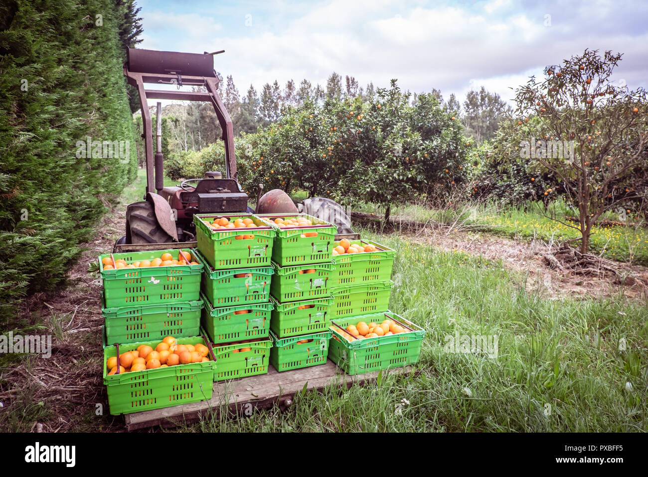 Orange orchard in Kerikeri, Northland, New Zealand NZ harvest of