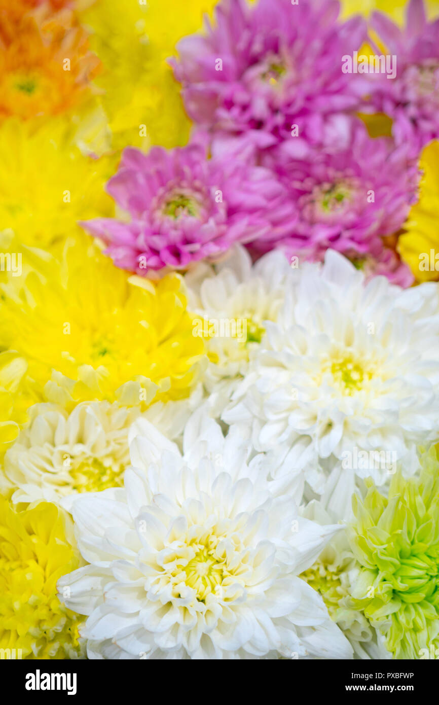 Chrysanthemums  are flowering plants of the genus Chrysanthemum in the family Asteraceae. They are native to Asia and northeastern Europe. Stock Photo