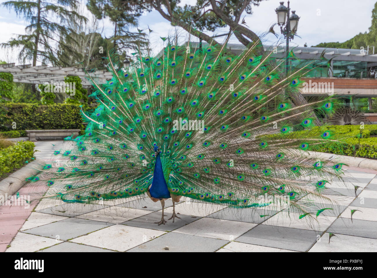 The Buen Retiro park is one of the numerous parks and gardens of the spanish capital. Here in particular its more famous guests, the peacocks Stock Photo