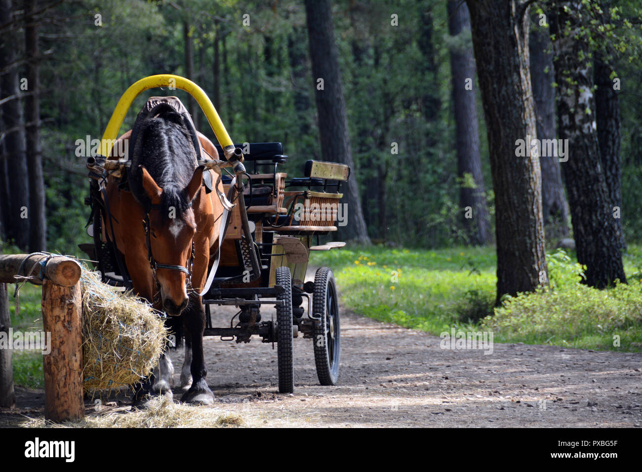 Cart horse on his break Stock Photo