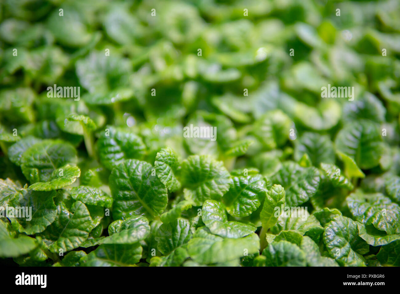 Young, green sprouts in the field. Stock Photo