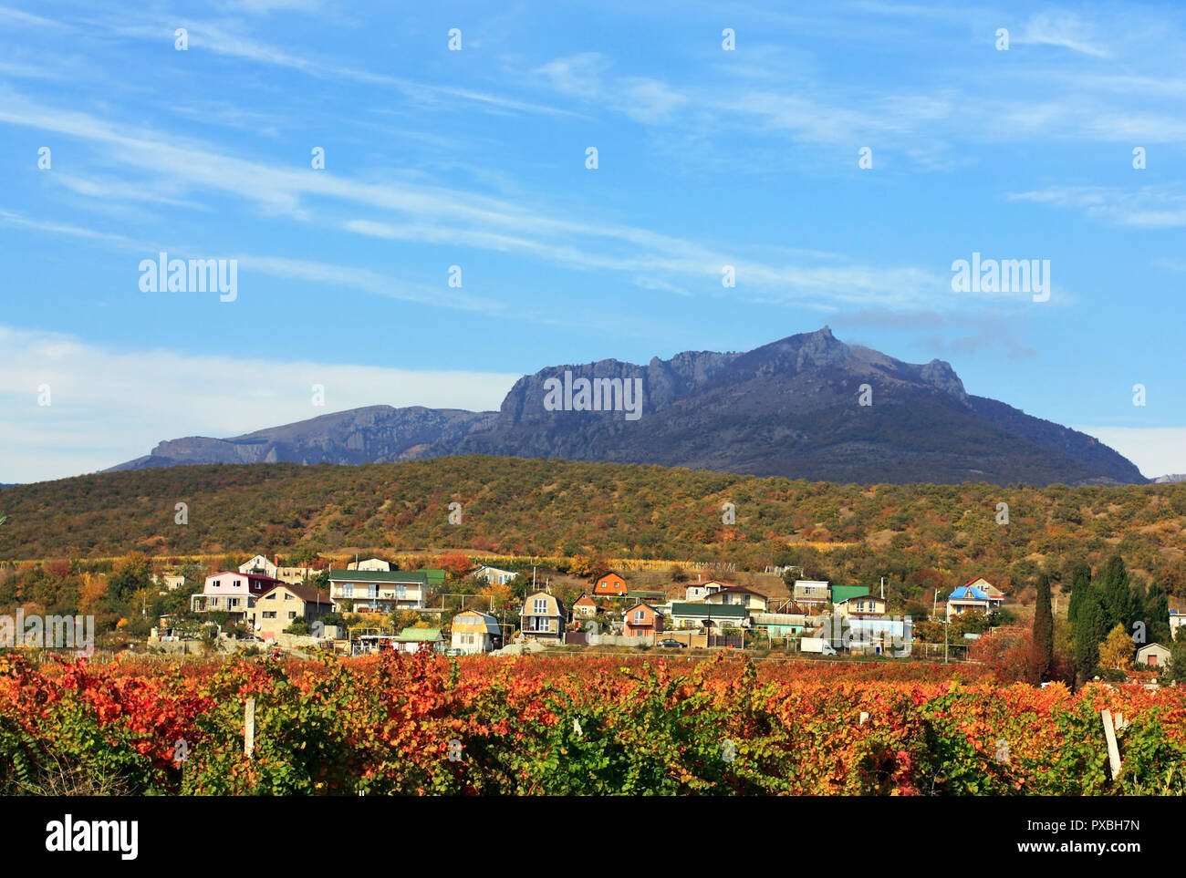 Autumn view of grape fields on a background of mountain Stock Photo