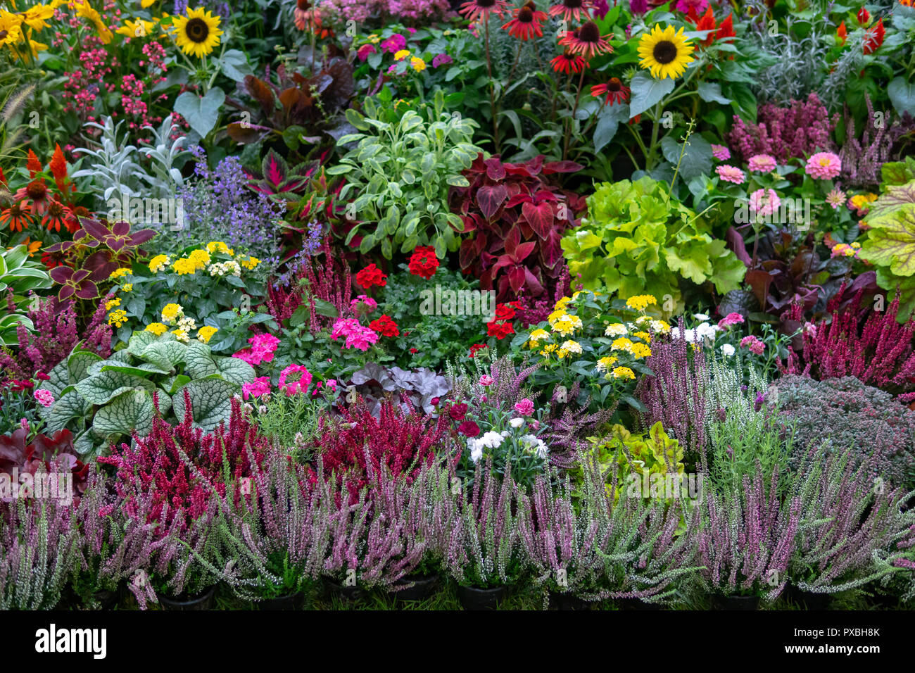 Wall of flowers and herbs Stock Photo Alamy