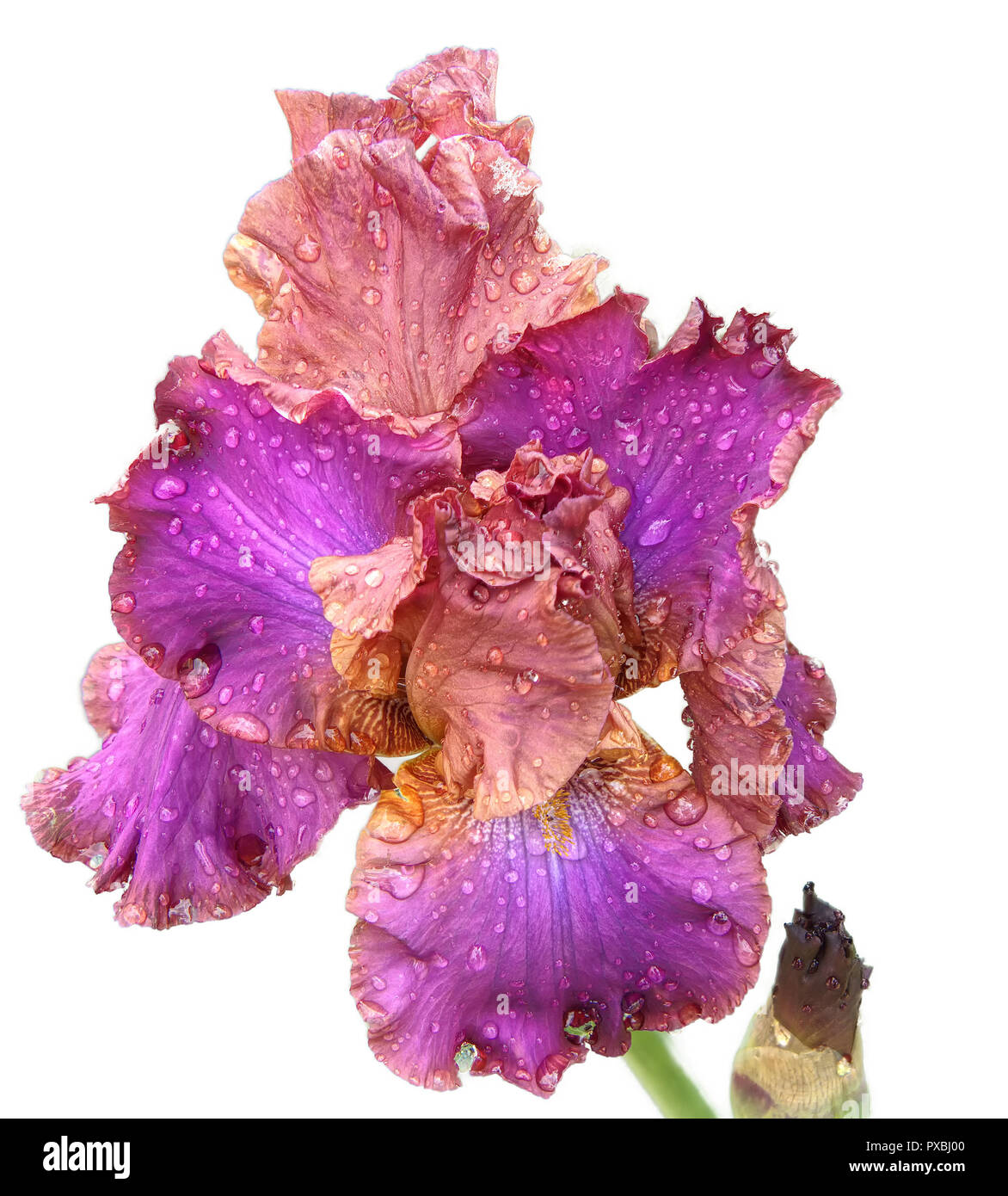 Vintage Millinery Flower Bearded Iris NU9 Pink Purple 