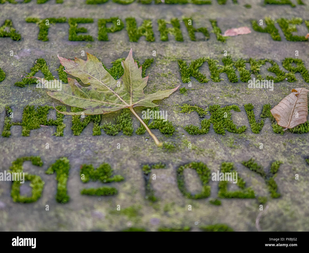 Autumn leaf on a gravestone with the text written in Cyrillic Stock