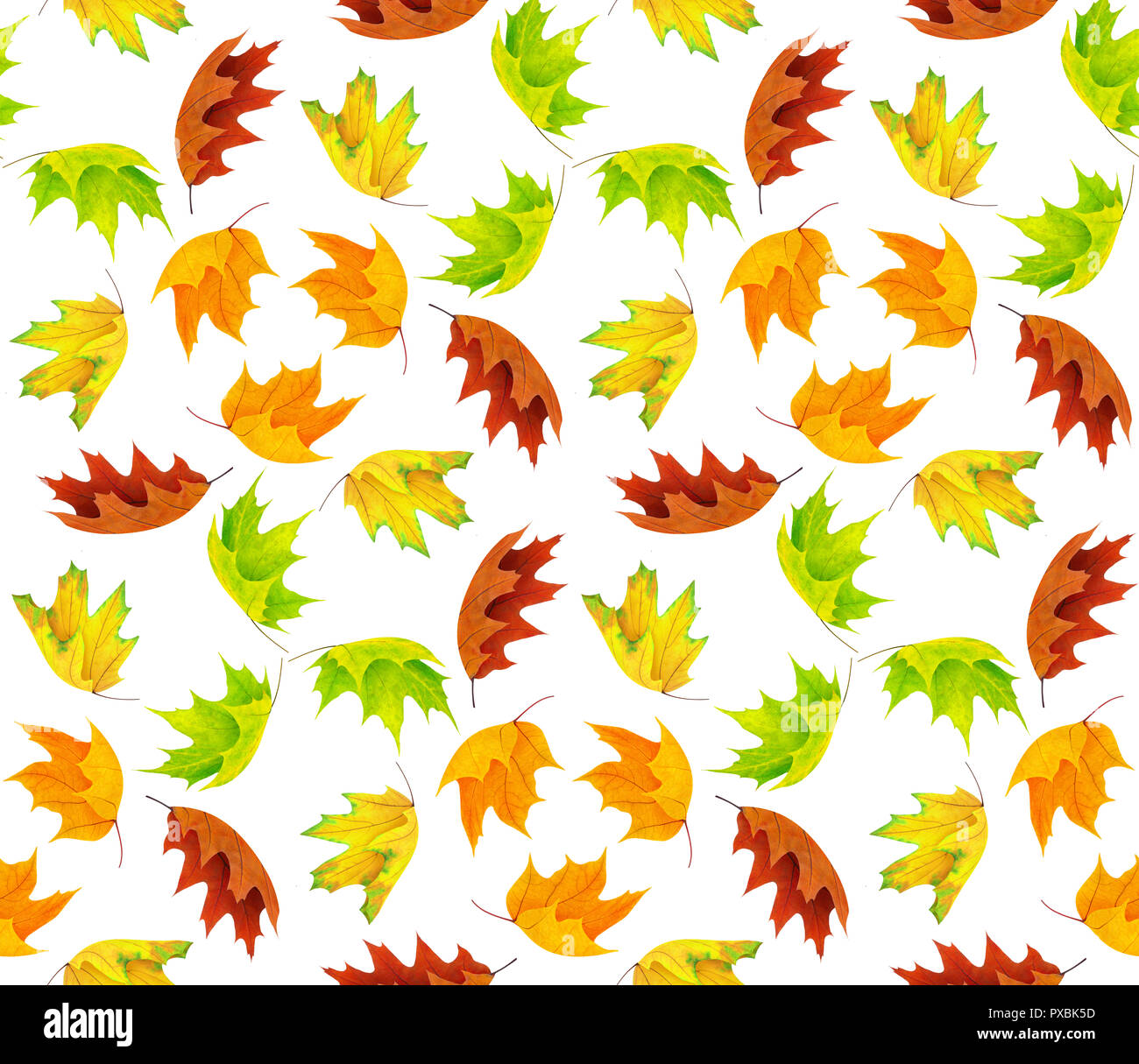 Seamless background with multicolored maple leaves isolated on white ...