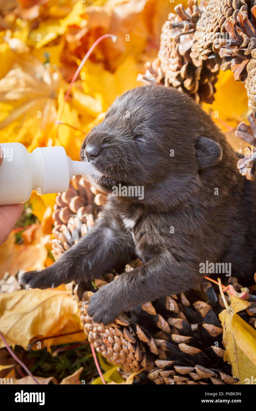 Little black puppy dog pooch in a basket of cones eating milk from a