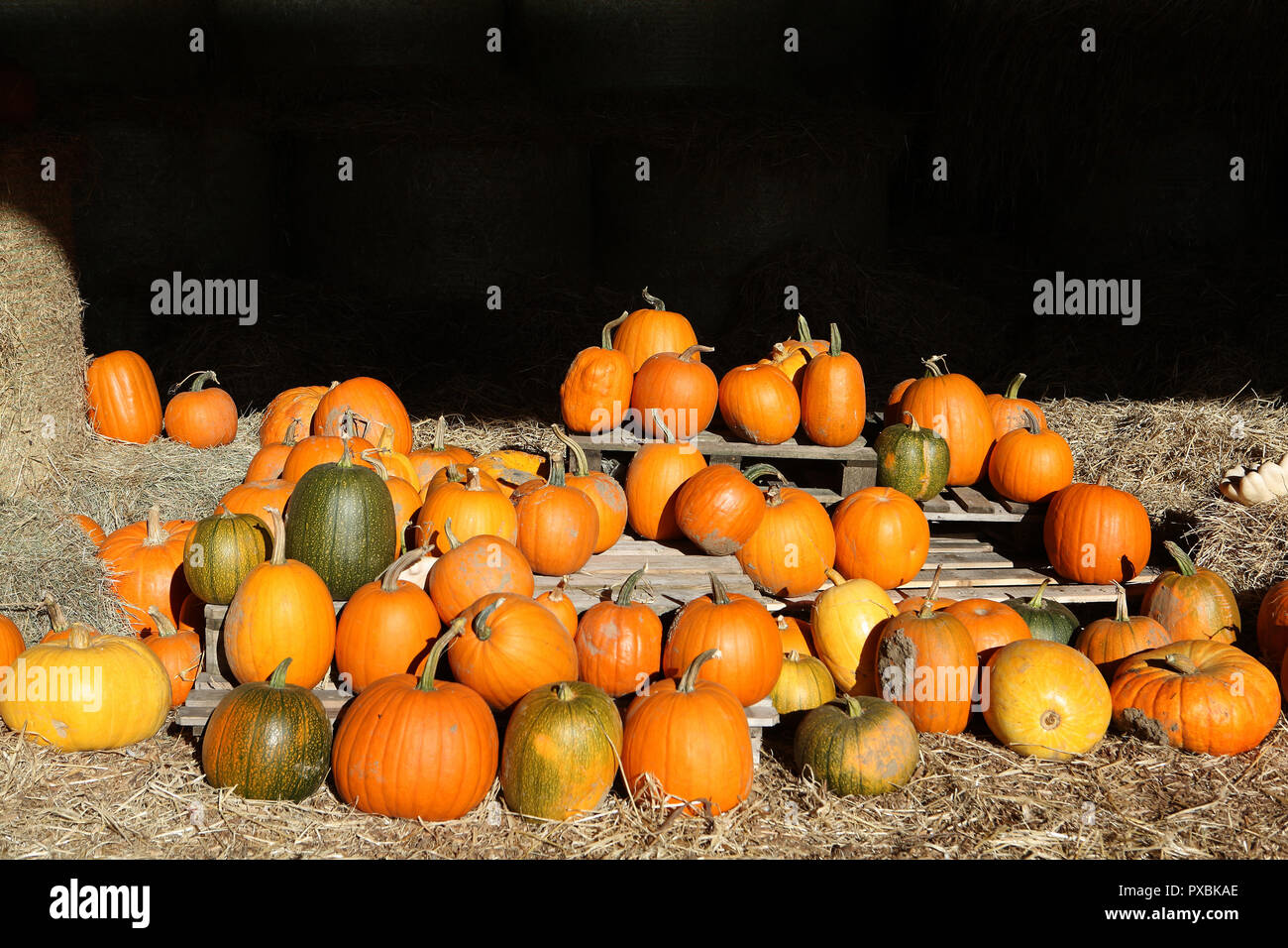 Loads of pumpkins hi res stock photography and images Alamy Loads of pumpkins hi res stock photography and images Alamy