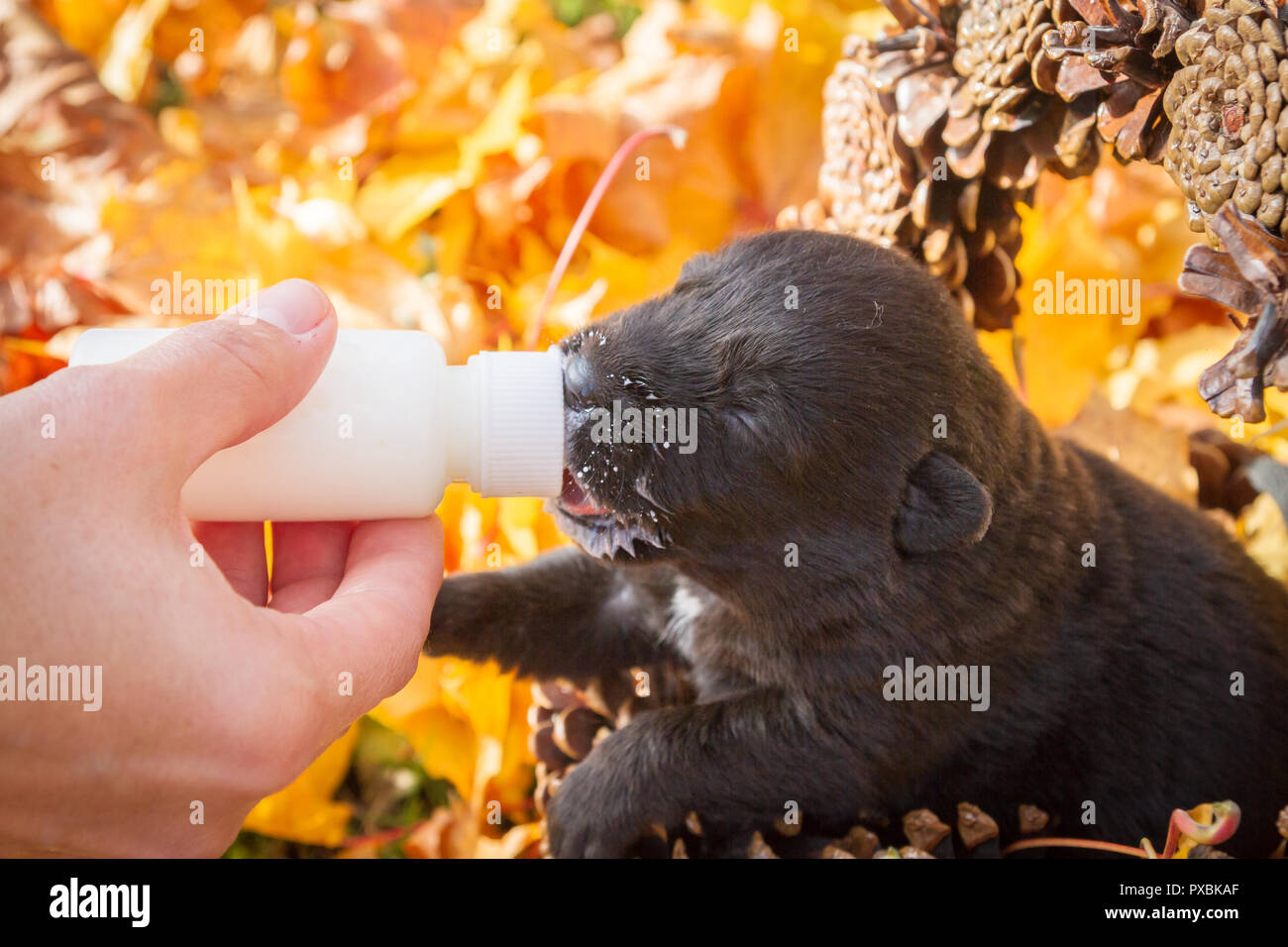 Little black puppy dog pooch in a basket of cones eating milk from a