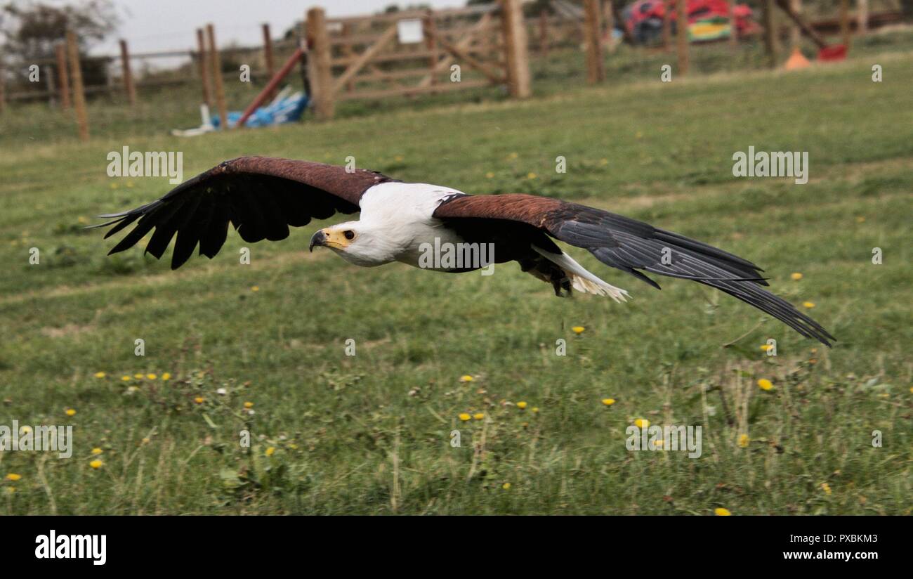 Sea eagle fish hawk hi-res stock photography and images - Alamy