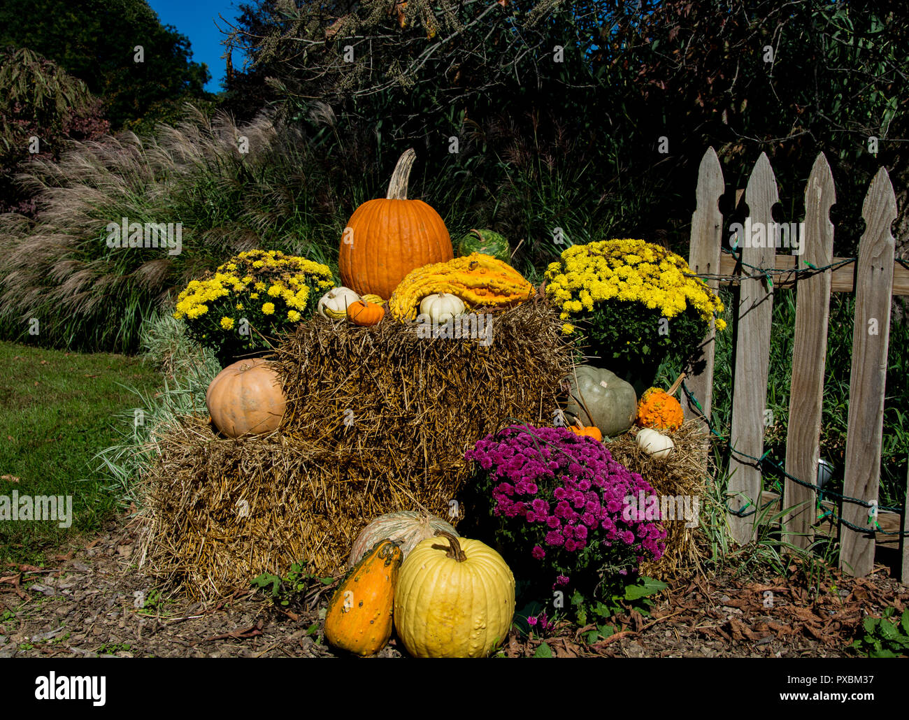 A festive fall display on a crip October morning full of colorful pumpkins, gourds and flowers. Stock Photo