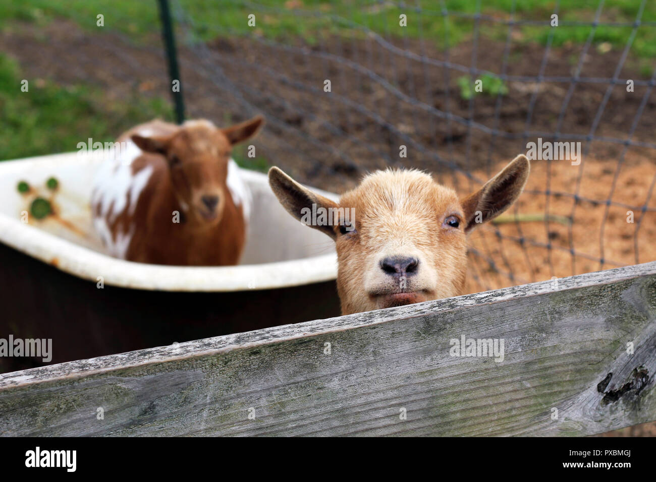 Goats on the Farm and in the Tub Stock Photo Alamy