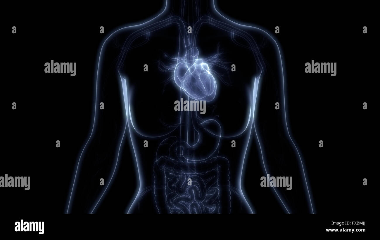 Human Cardiovascular System Heart Anatomy Stock Photo