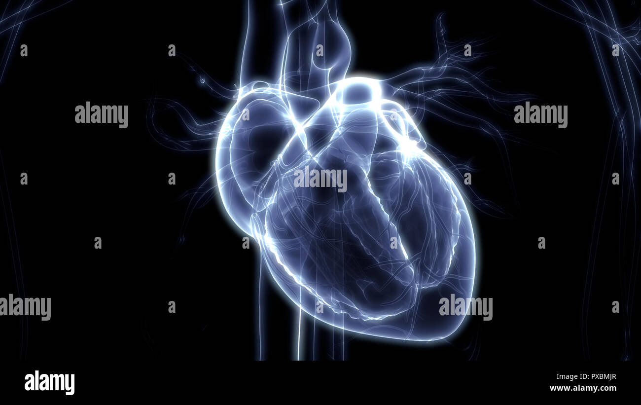 Human Cardiovascular System Heart Anatomy Stock Photo