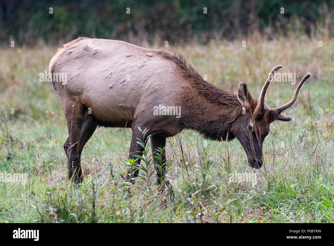 Maggie Valley, NC, USA. 15th Oct, 2018. A young bull elk (Cervus