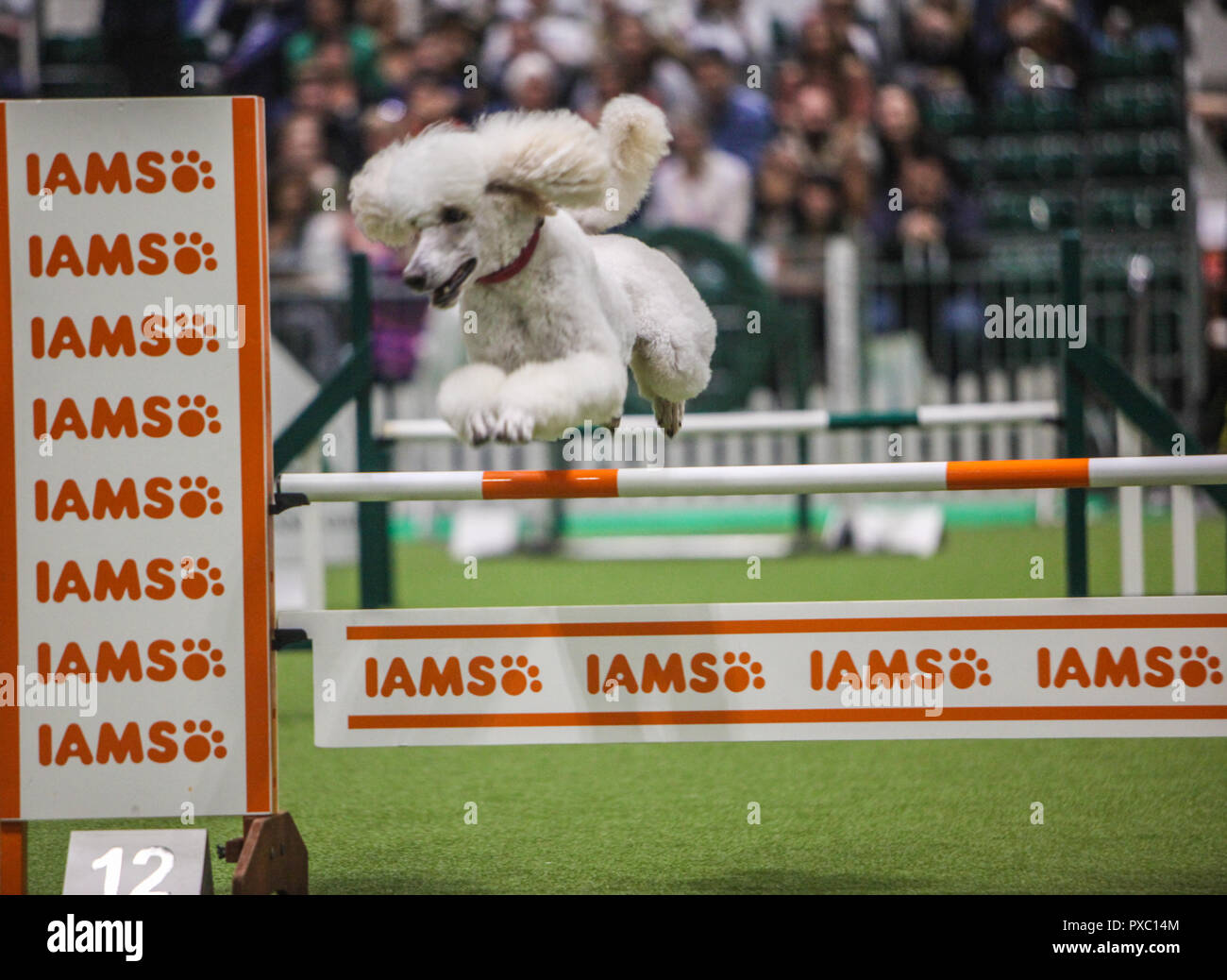 Scruffts Scruffts dog show hi-res stock photography and images - Alamy
