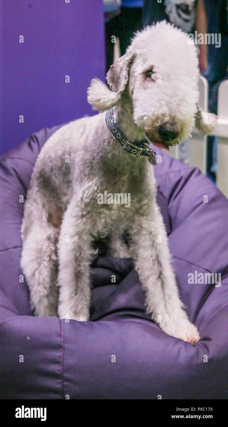 Where Can You Take Dogs In London