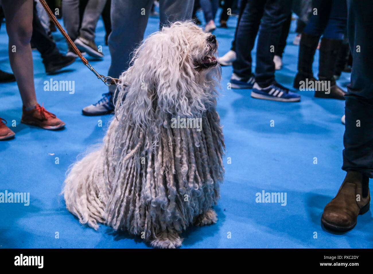 Scruffts Scruffts dog show hi-res stock photography and images - Alamy
