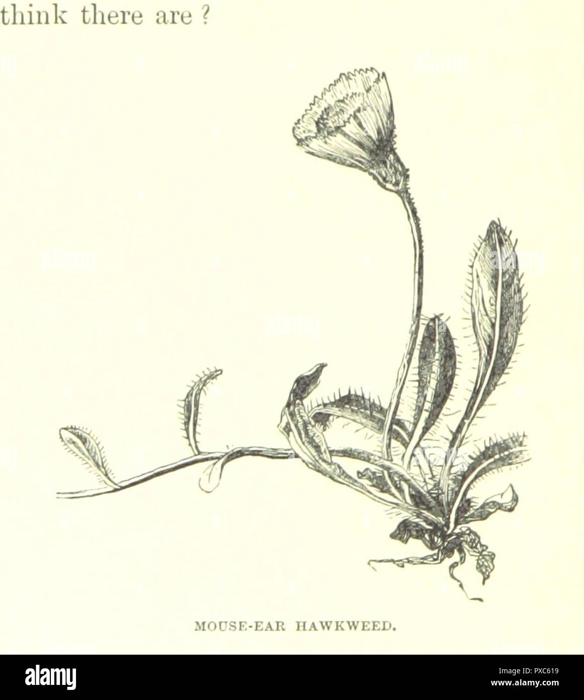 page 206 of 'Madam How and Lady Why, etc. (Second edition. Reprinted ...
