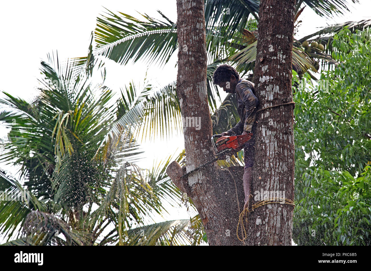 Keerampara, Kerala, India - March 22, 2018: Tree cutter riskily perched on tree top and cutting down large branch of tree with handheld chainsaw Stock Photo