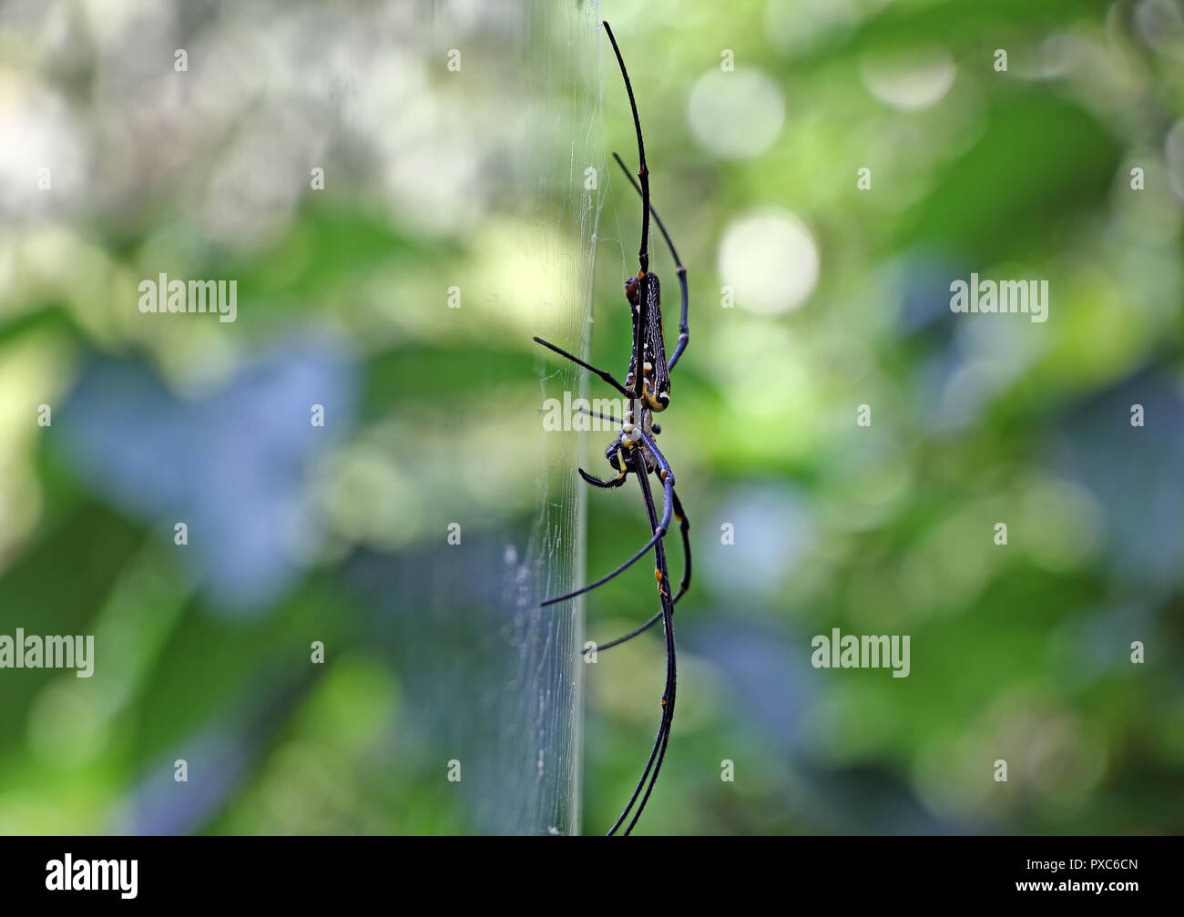 Side close up view of female nephila pilipes spider sitting on web from Kerala, India. Also called northern golden orb weaver and giant golden orb wea Stock Photo