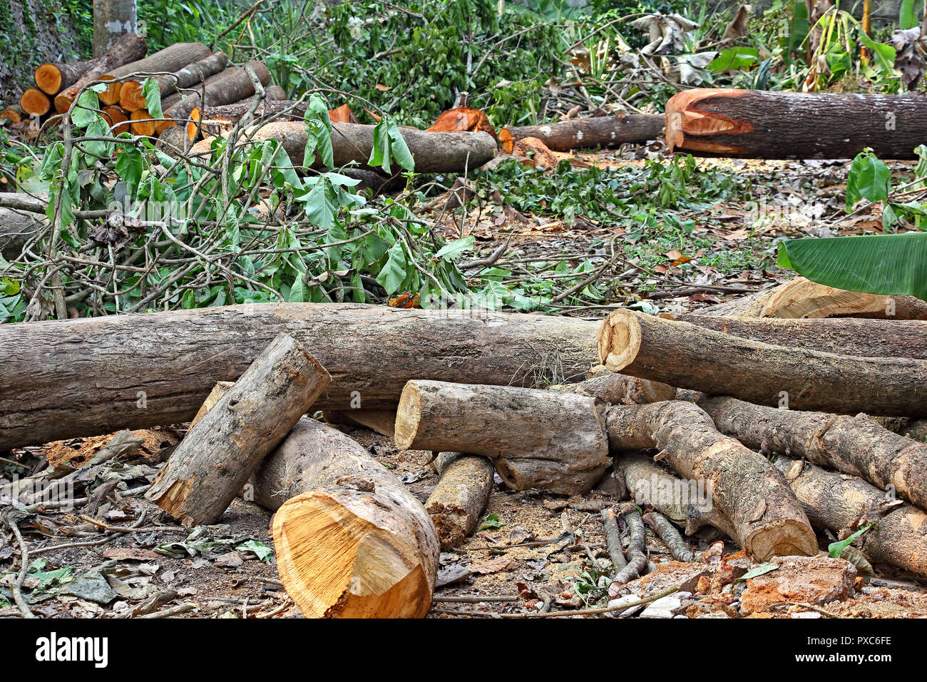 Cut down tree logs and trunks strewn around after deforestation operation of forest area in Kerala, India Stock Photo
