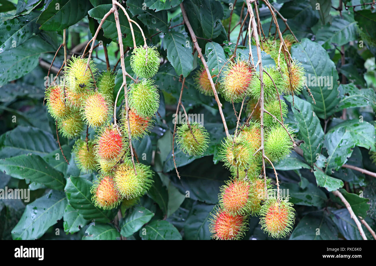 Close up of ripening spiky red Rambutan fruit clusters growing in plant from Kerala, India. Stock Photo
