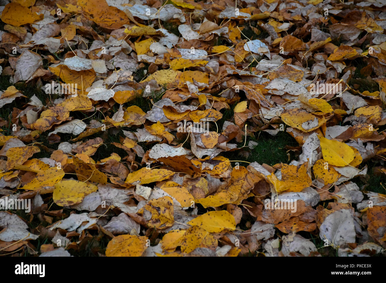 Fall leaves falling from trees Stock Photo Alamy