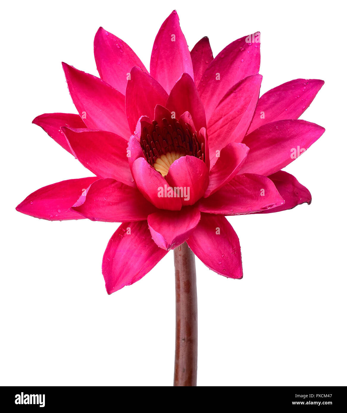 Red Lotus flower isolated on white clipping path Stock Photo Alamy