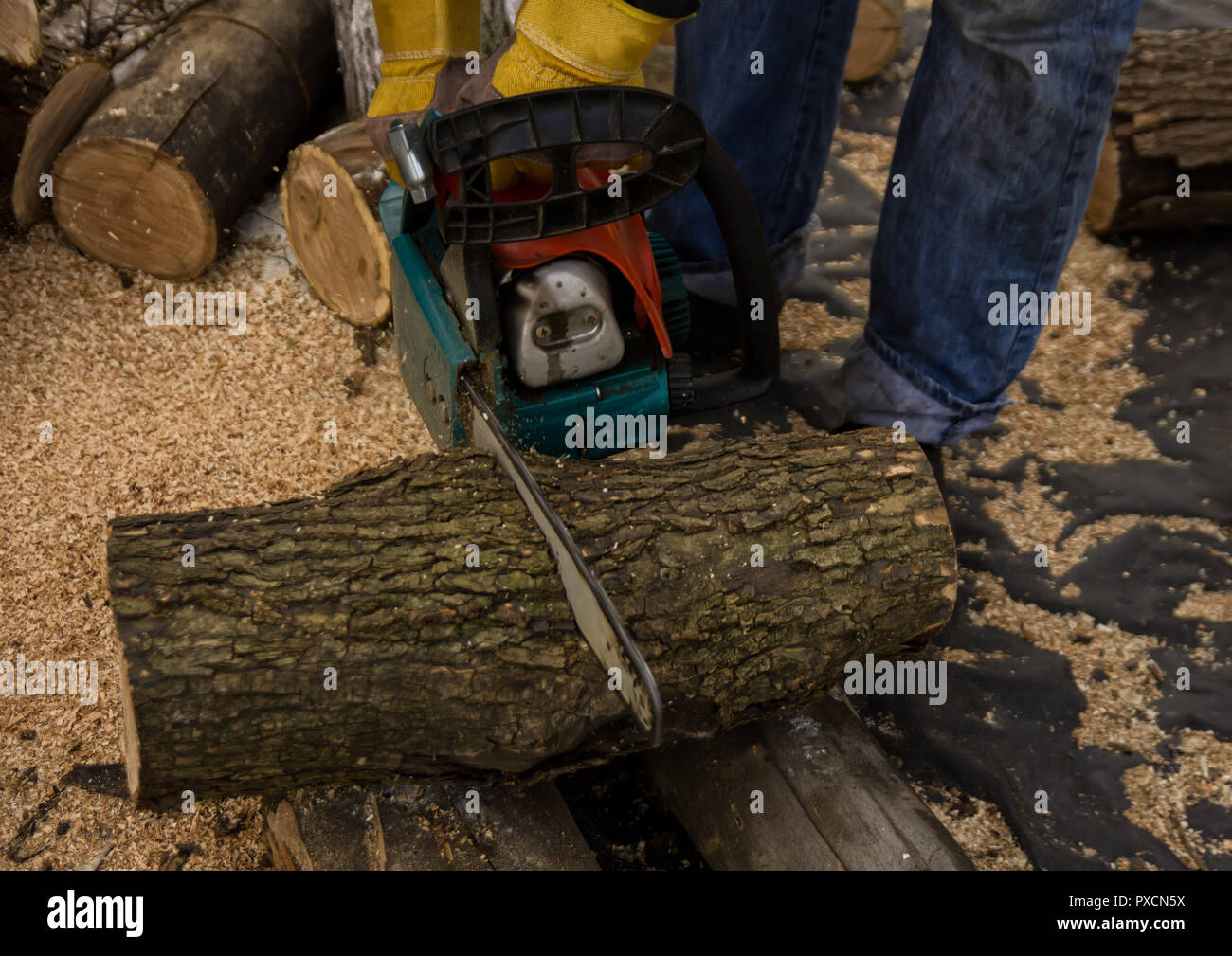 Lumberman using chainsaw sawing dry wood lying on ground Stock Photo