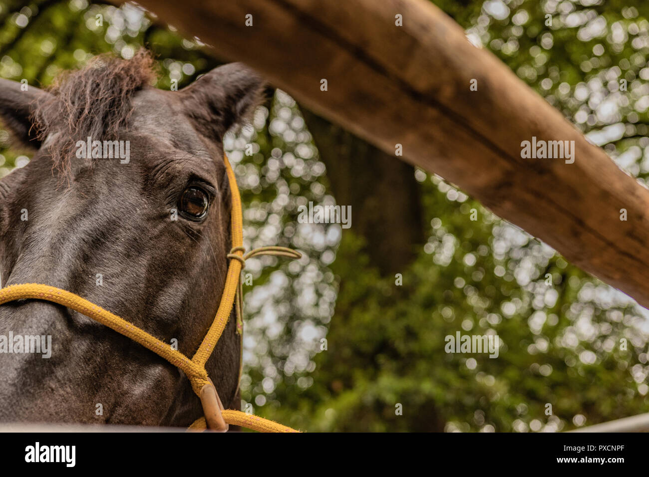 Selling farm animals hires stock photography and images Alamy