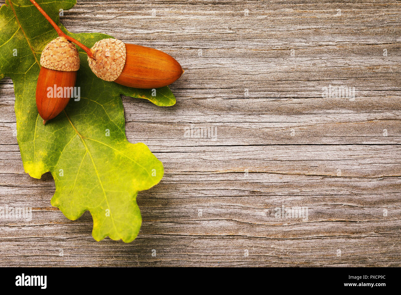 Ripe acorns with leaf on a wooden board and copy space, top view Stock Photo