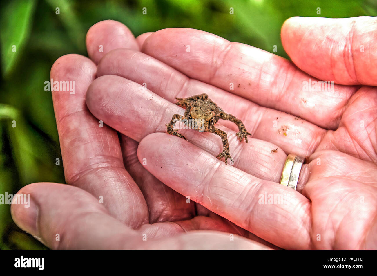 A tiny frog on a woman's hands Stock Photo