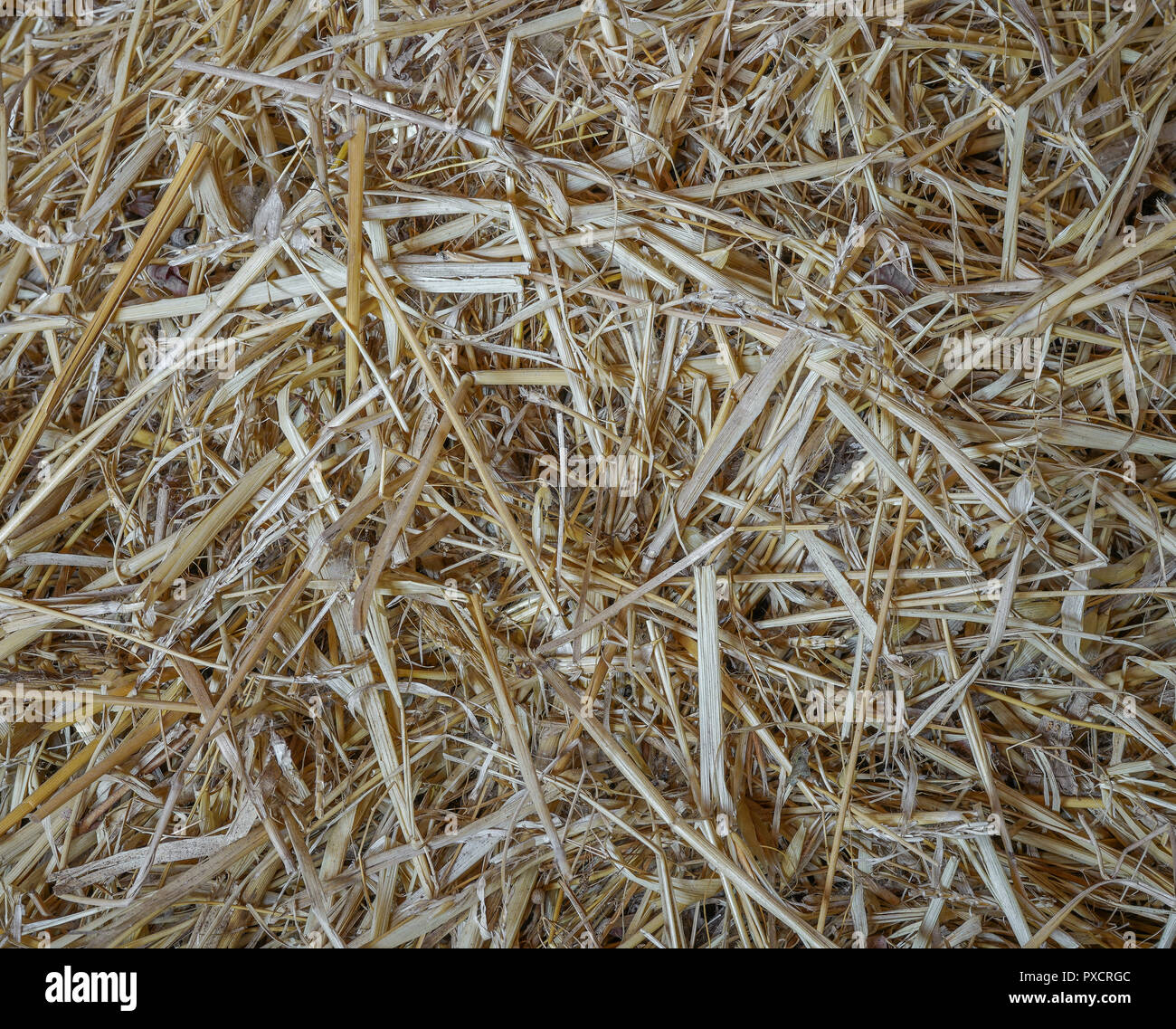 Dry straw on the crowd that is placed in the stable Stock Photo