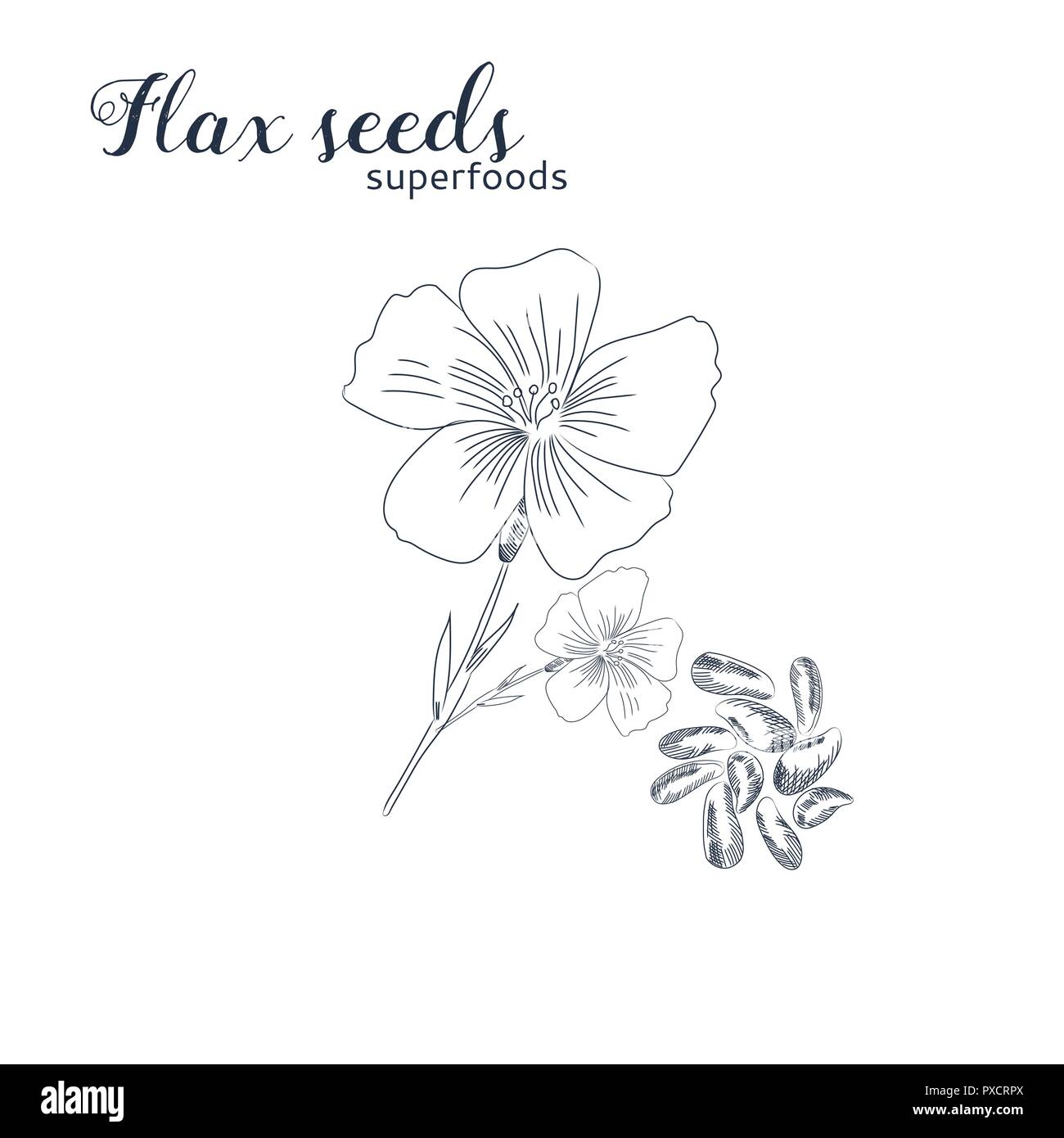 Flax seeds hand drawn sketch. Flax flower and seeds isolated on white background. Stock Vector