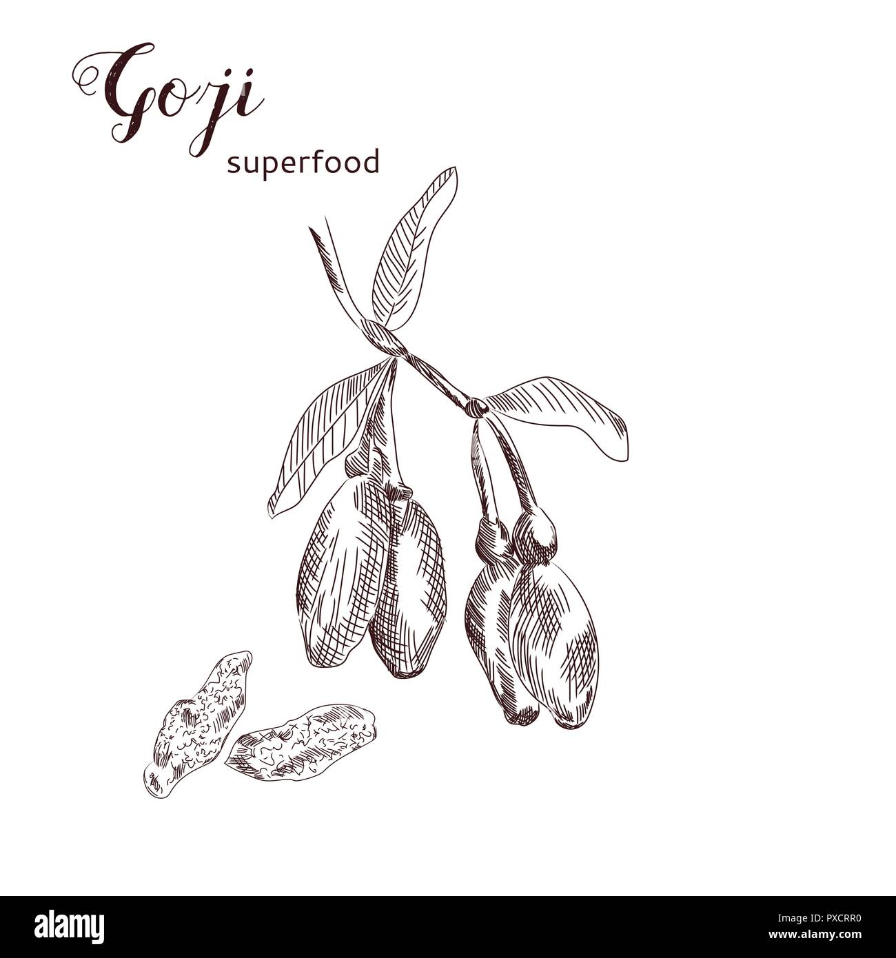 Goji berries hand drawn illustration. Goji plant branch with berries hanging on it. Dried superfood goji berries vector. Stock Vector